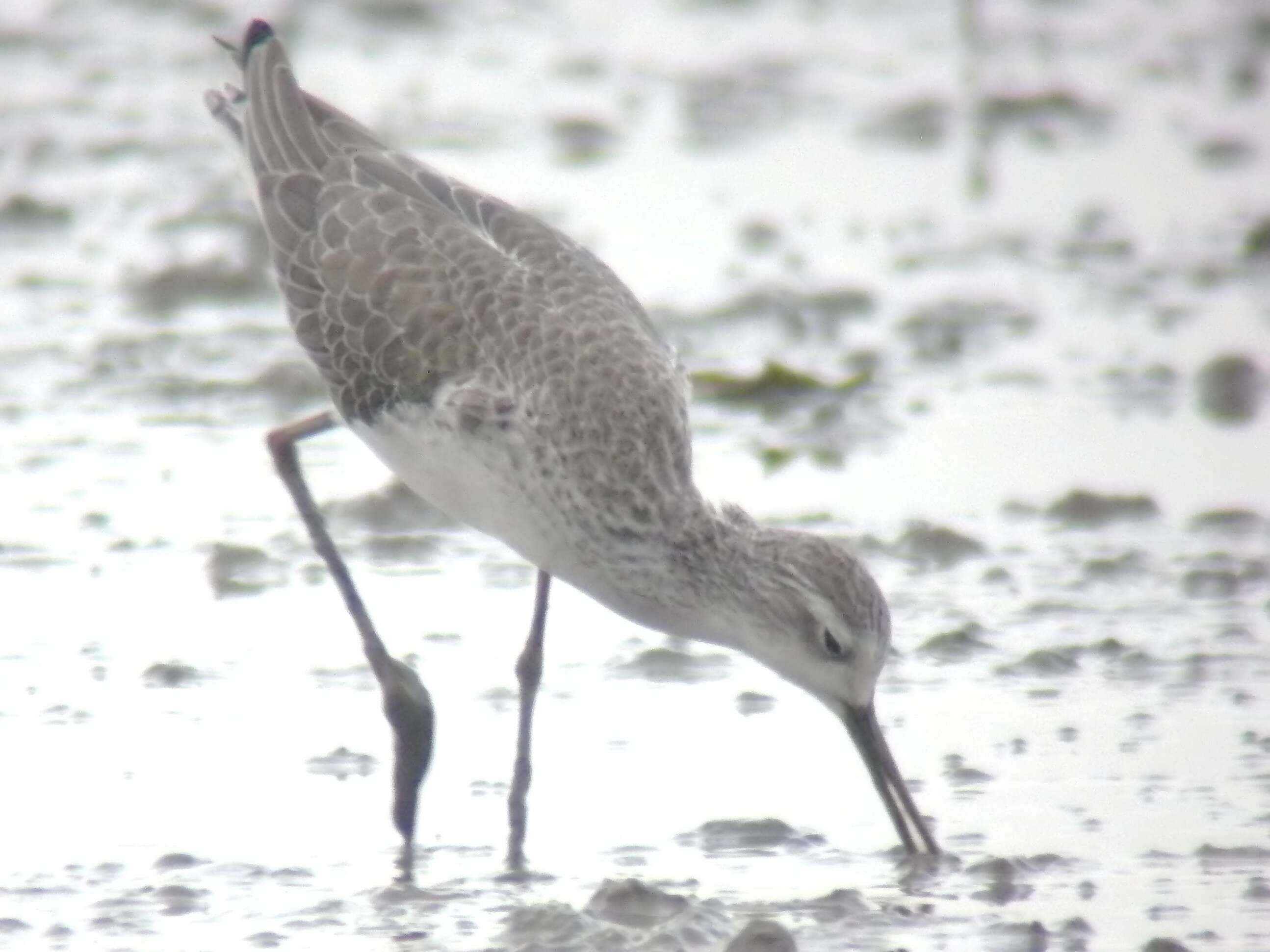 Image of Marsh Sandpiper