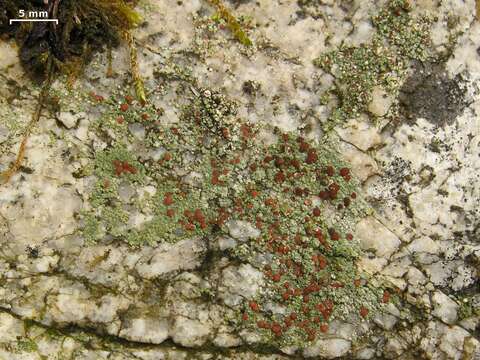 Image of disk lichen