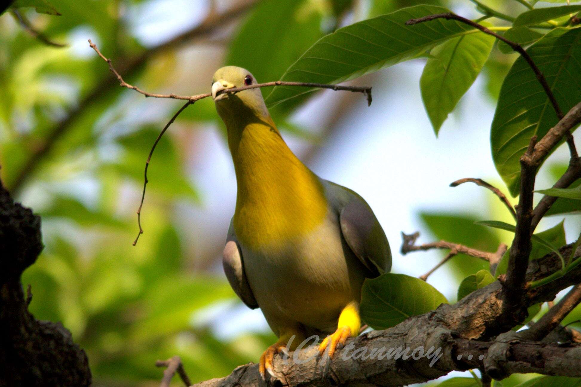 Image of Yellow-footed Green Pigeon