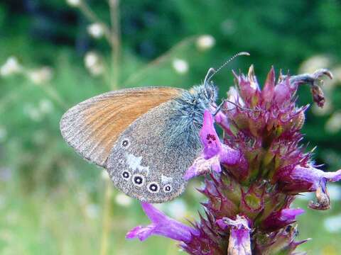 Image of Coenonympha glycerion