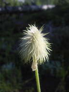 Image of white pasqueflower