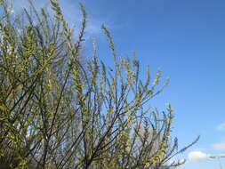 Image of Salix eleagnos