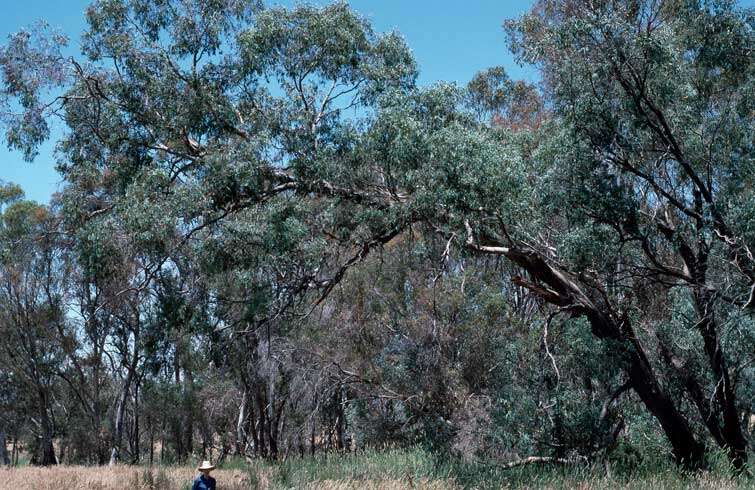 Imagem de Eucalyptus cadens J. D. Briggs & M. D. Crisp