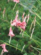 Imagem de Dierama igneum Klatt