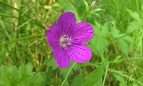 Imagem de Geranium palustre L.