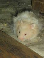 Image of hamsters