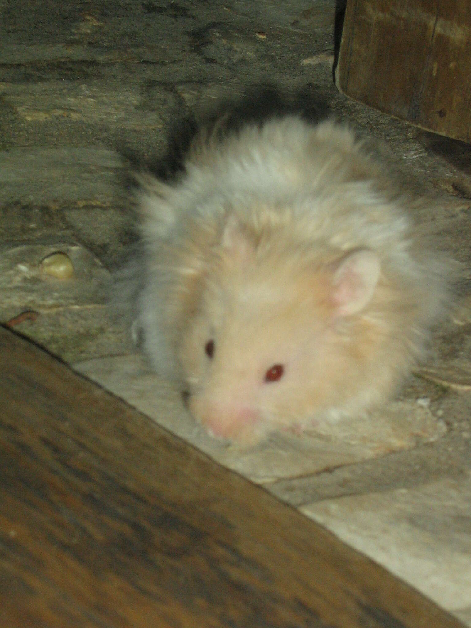 Image of hamsters