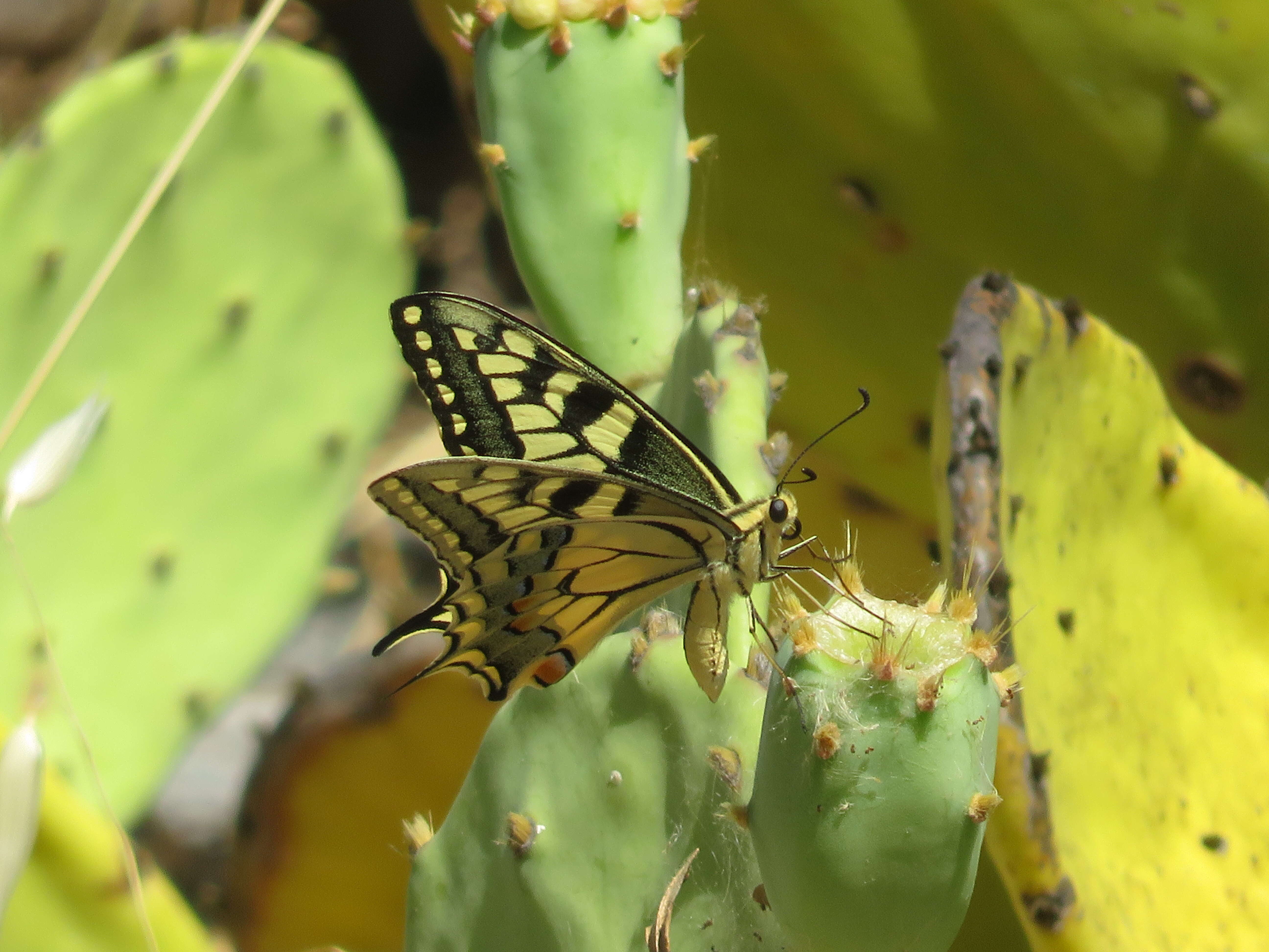 Image of Old World Swallowtail