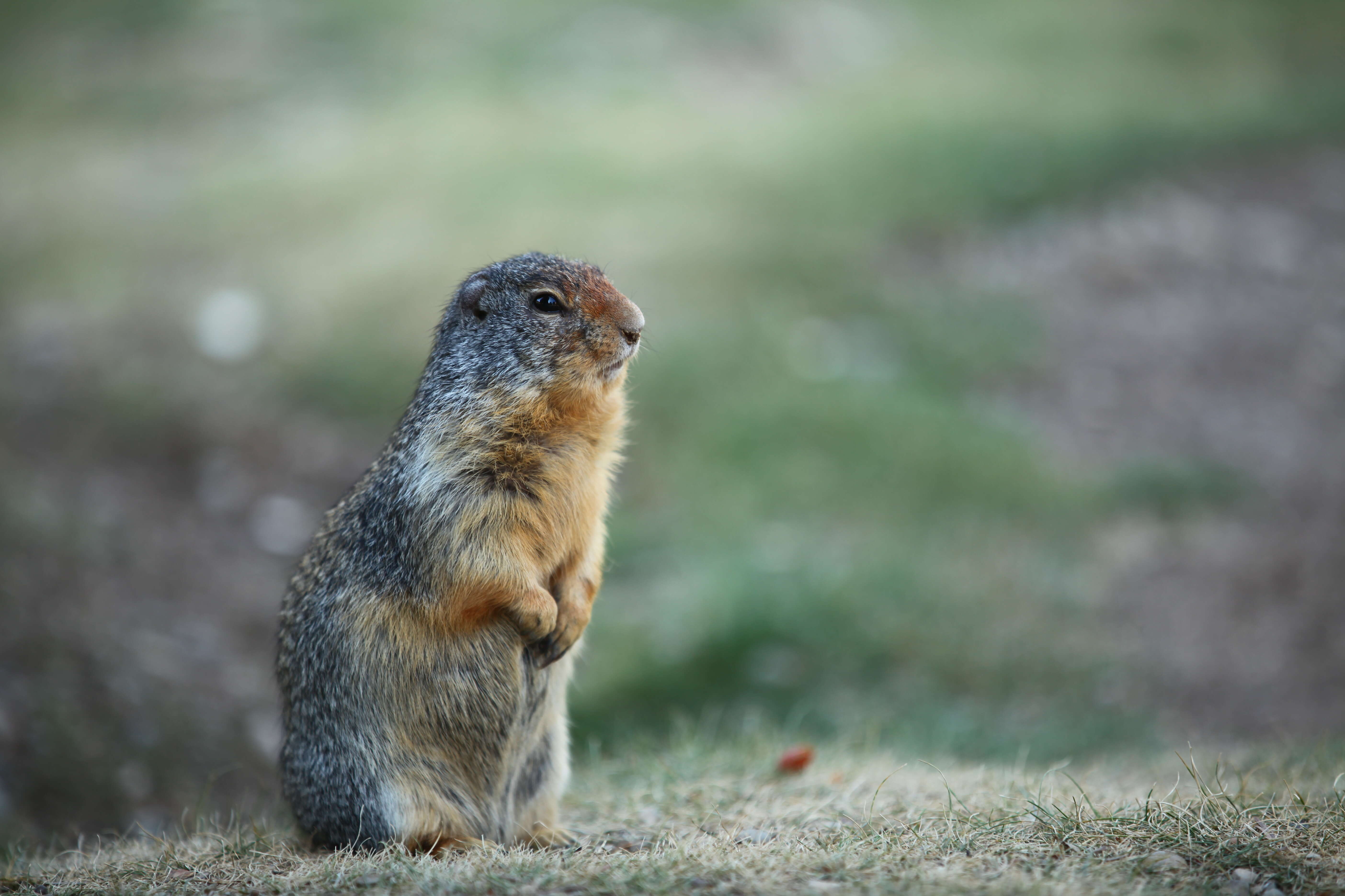 Image of Columbian ground squirrel