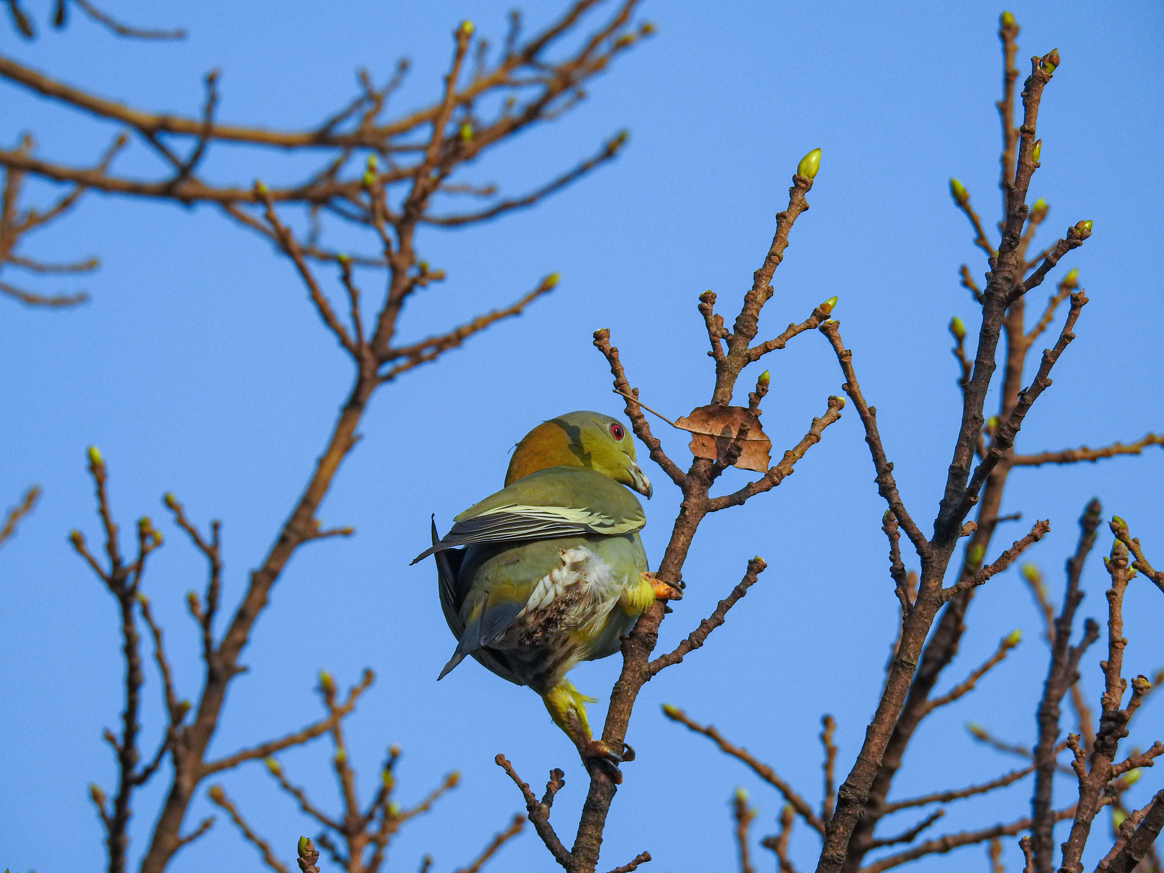 Слика од Treron phoenicopterus (Latham 1790)