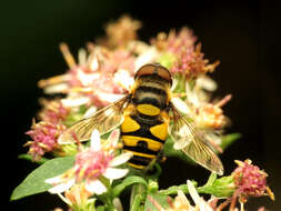 Imagem de Eristalis transversa Wiedemann 1830