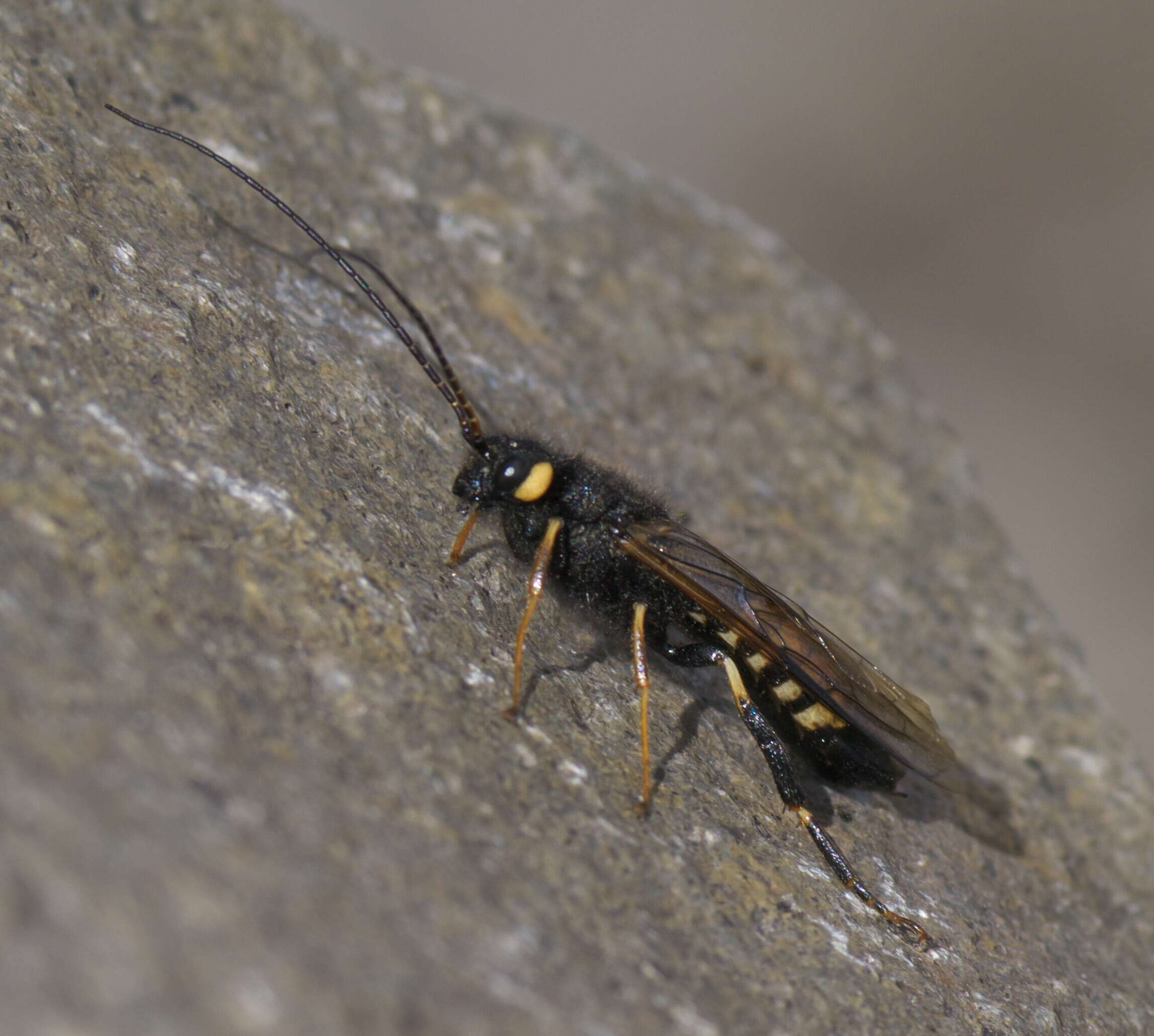 Imagem de Urocerus flavicornis