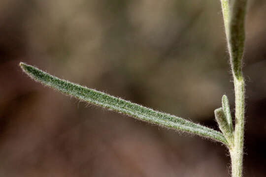 Image of Cooper's paper daisy