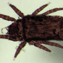 Image of Crotoniidae Thorell 1876