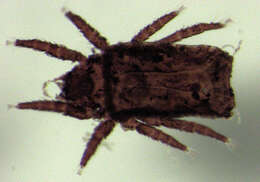 Sivun Crotoniidae Thorell 1876 kuva