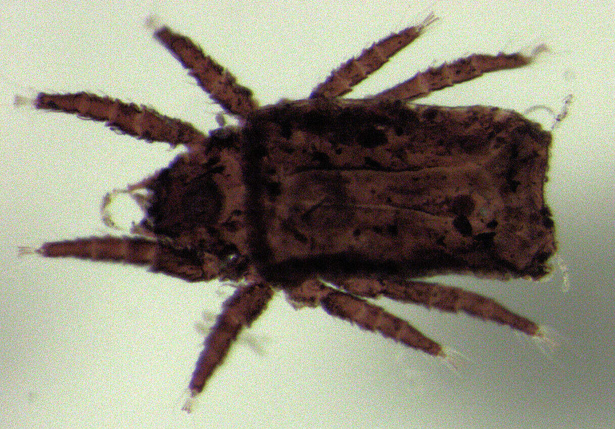 Image of Crotoniidae Thorell 1876