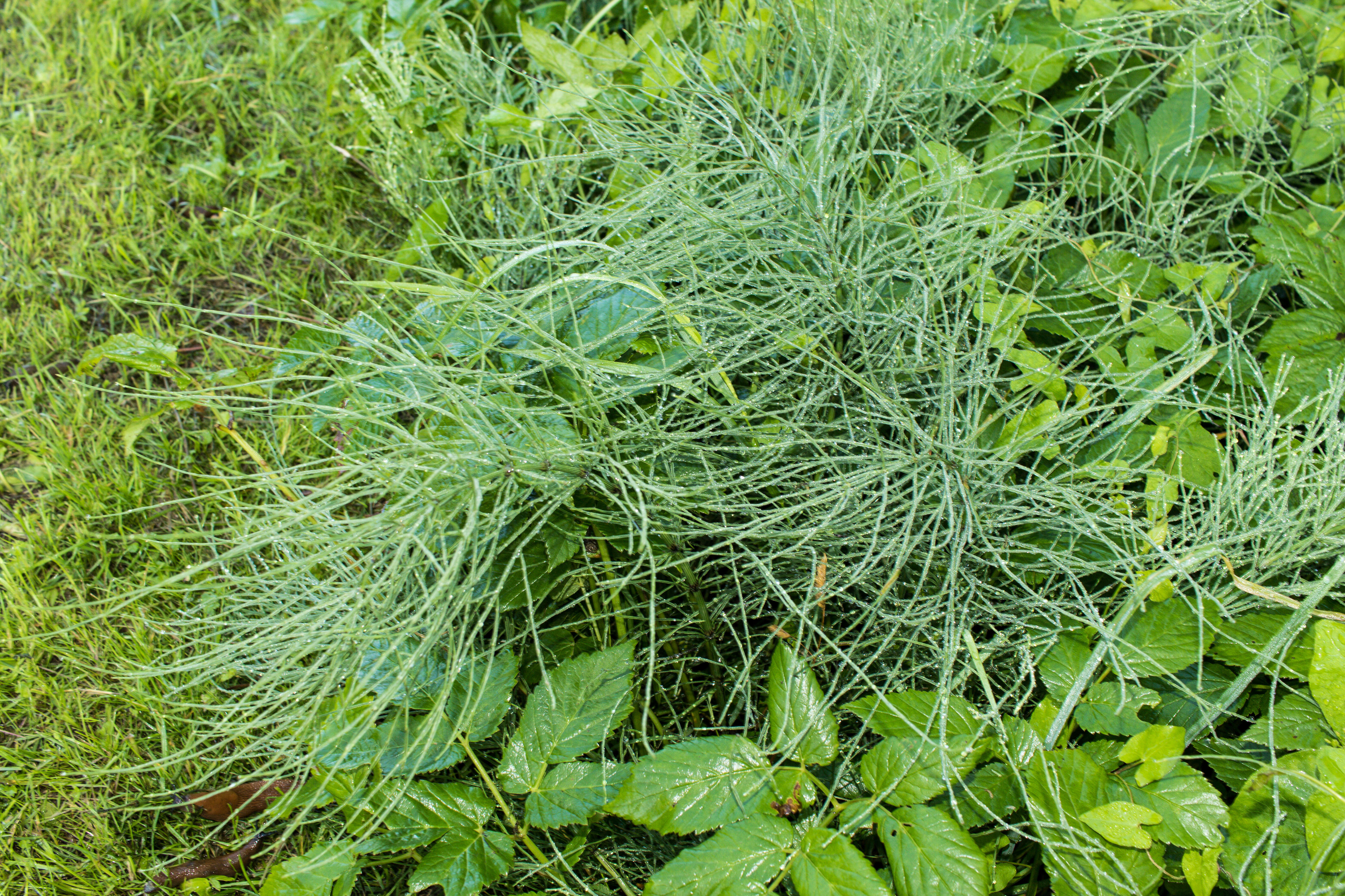 Image of Shady Horsetail