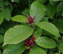 Image of eastern sweetshrub