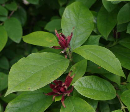 Image de Calycanthus floridus L.