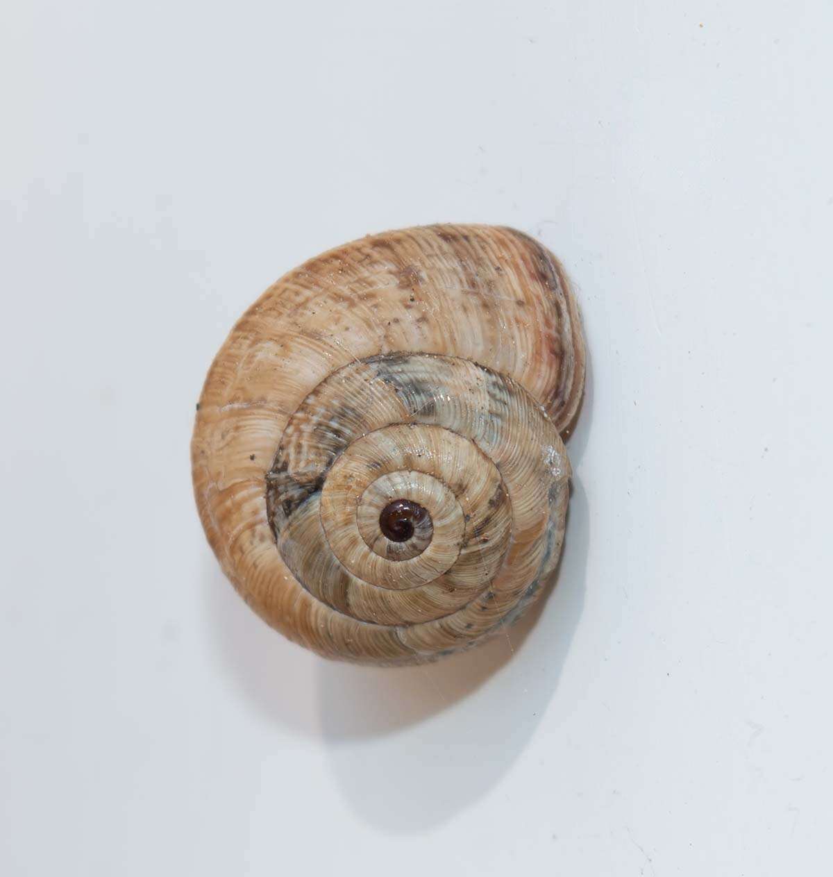 Image of Maritime gardensnail