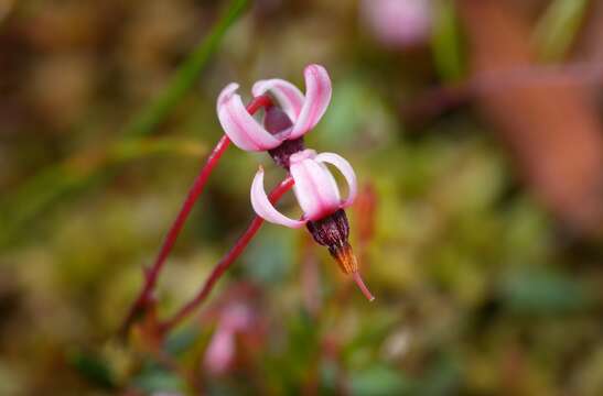 Image of Vaccinium microcarpum (Turcz. ex Rupr.) Schmalh. ex Busch