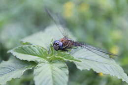 Image of Migrant Hawker