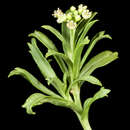 Lepidium foliosum Desv. resmi