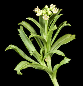 Image of Lepidium foliosum Desv.