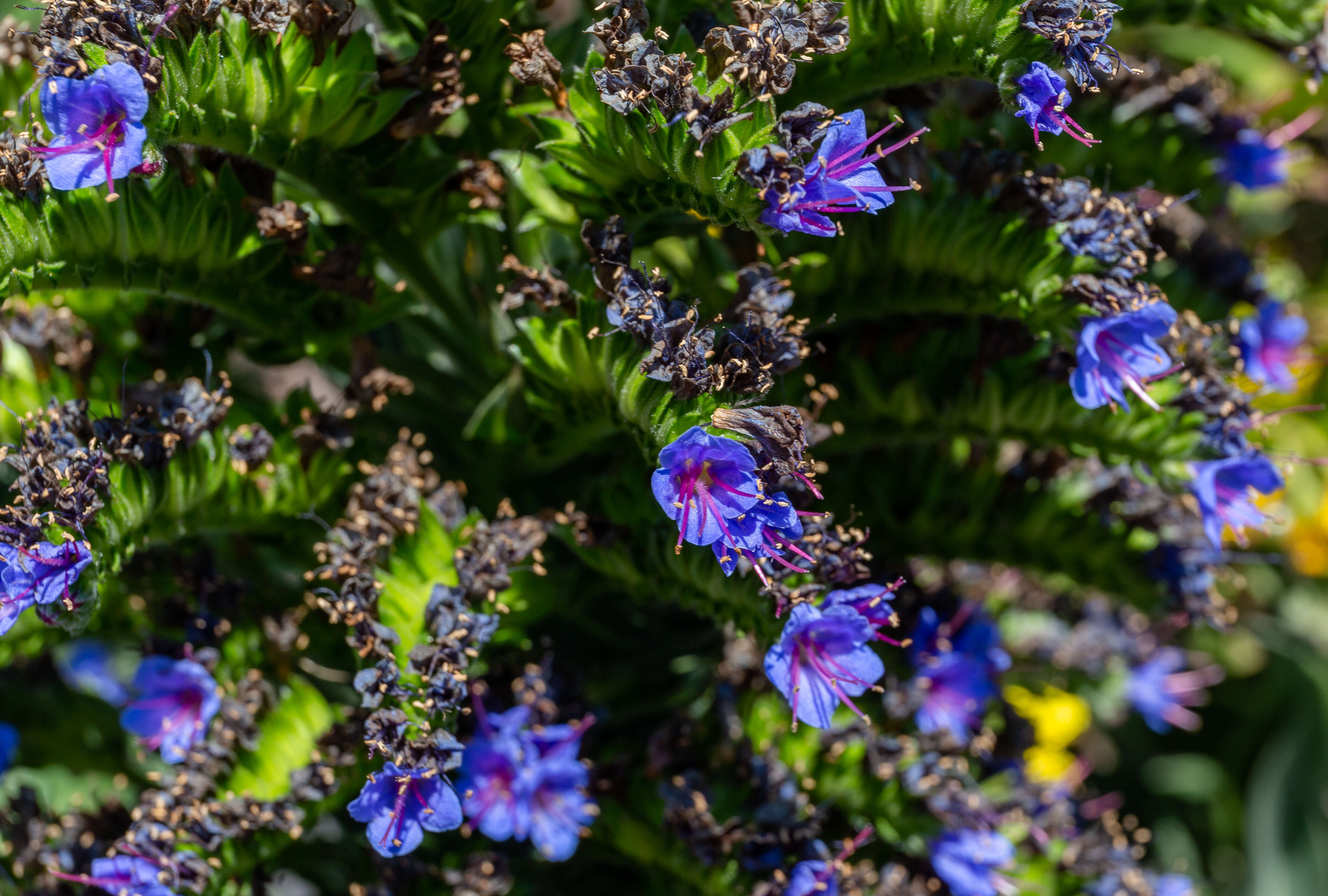 Imagem de Echium candicans L. fil.