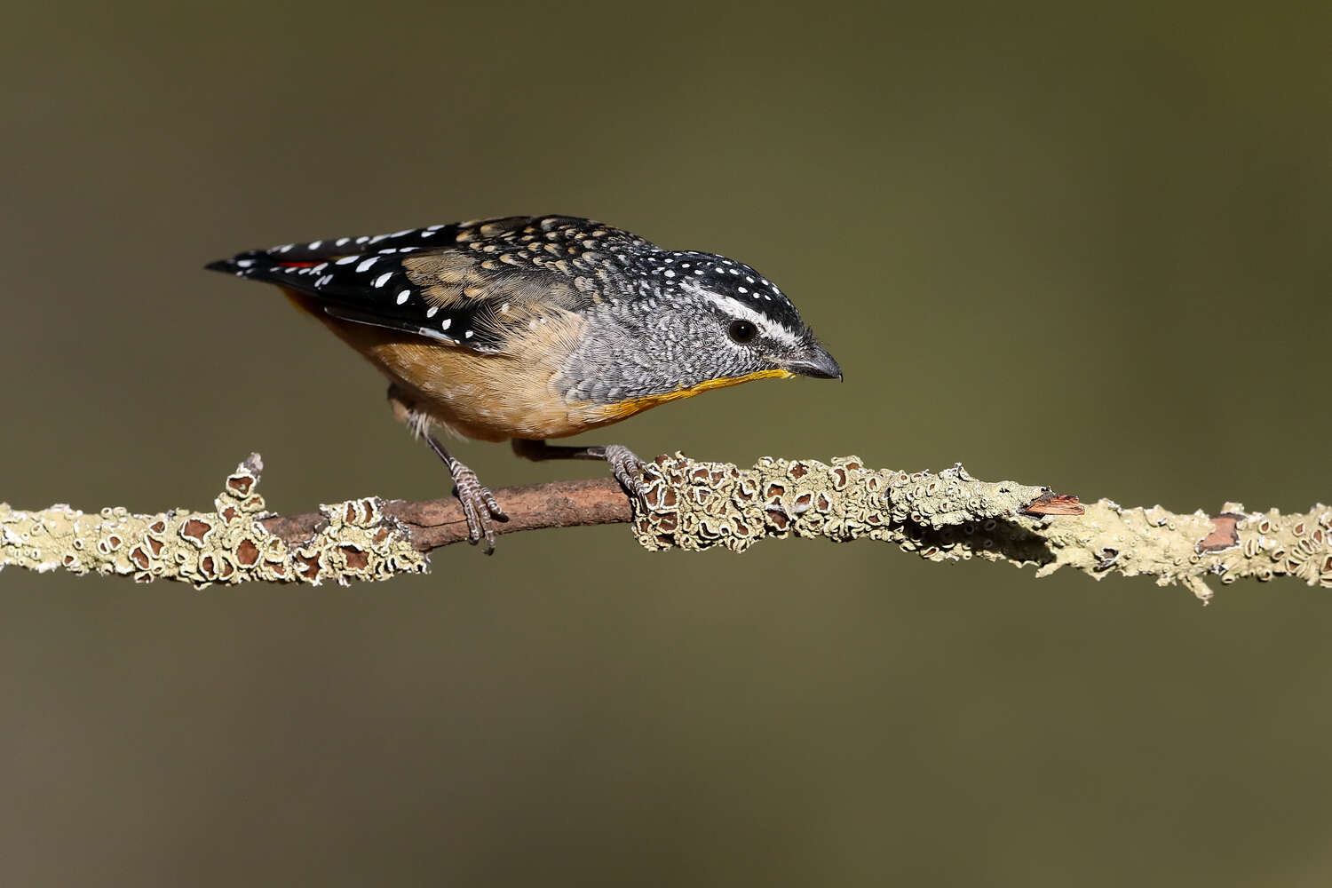 Imagem de Pardalotus punctatus (Shaw 1792)