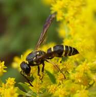 Image of Ancistrocerus antilope (Panzer 1789)