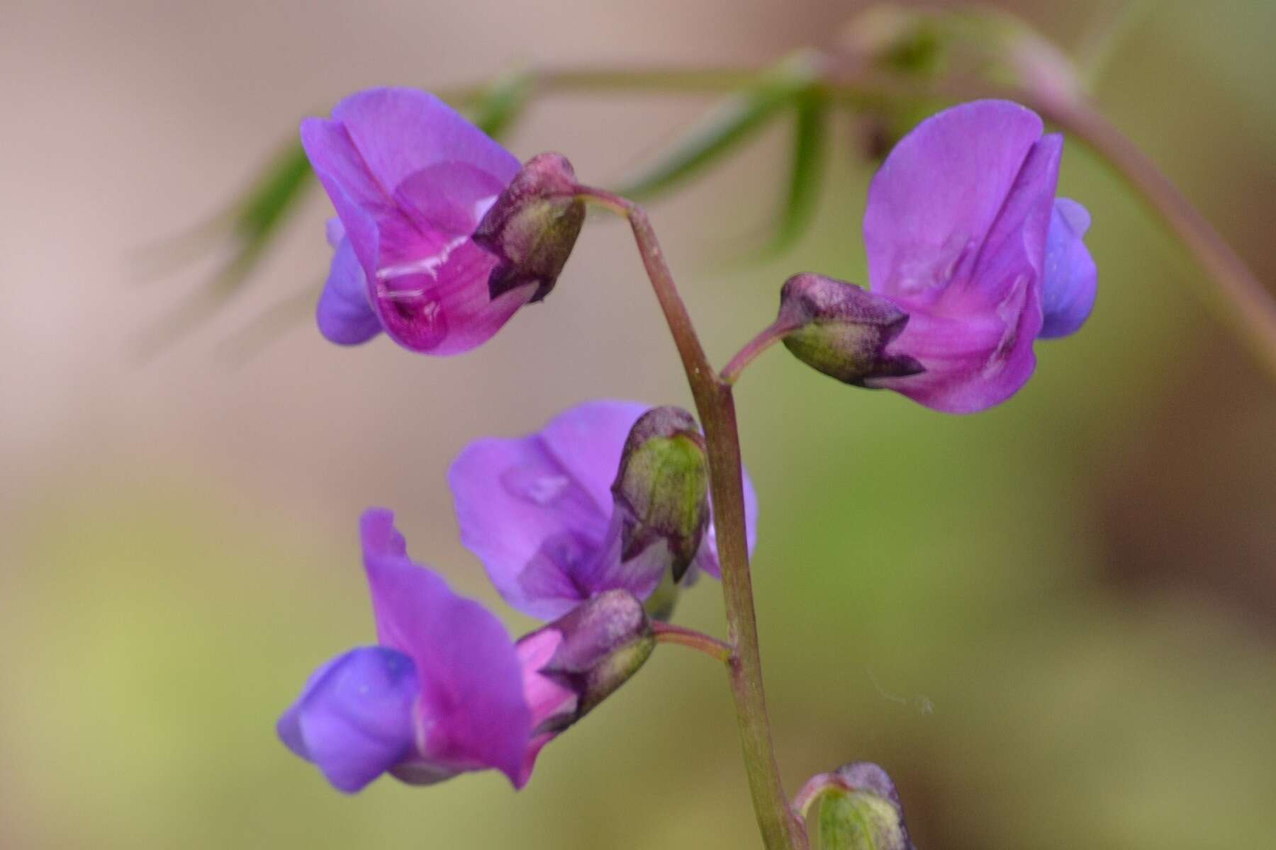 Image of spring pea