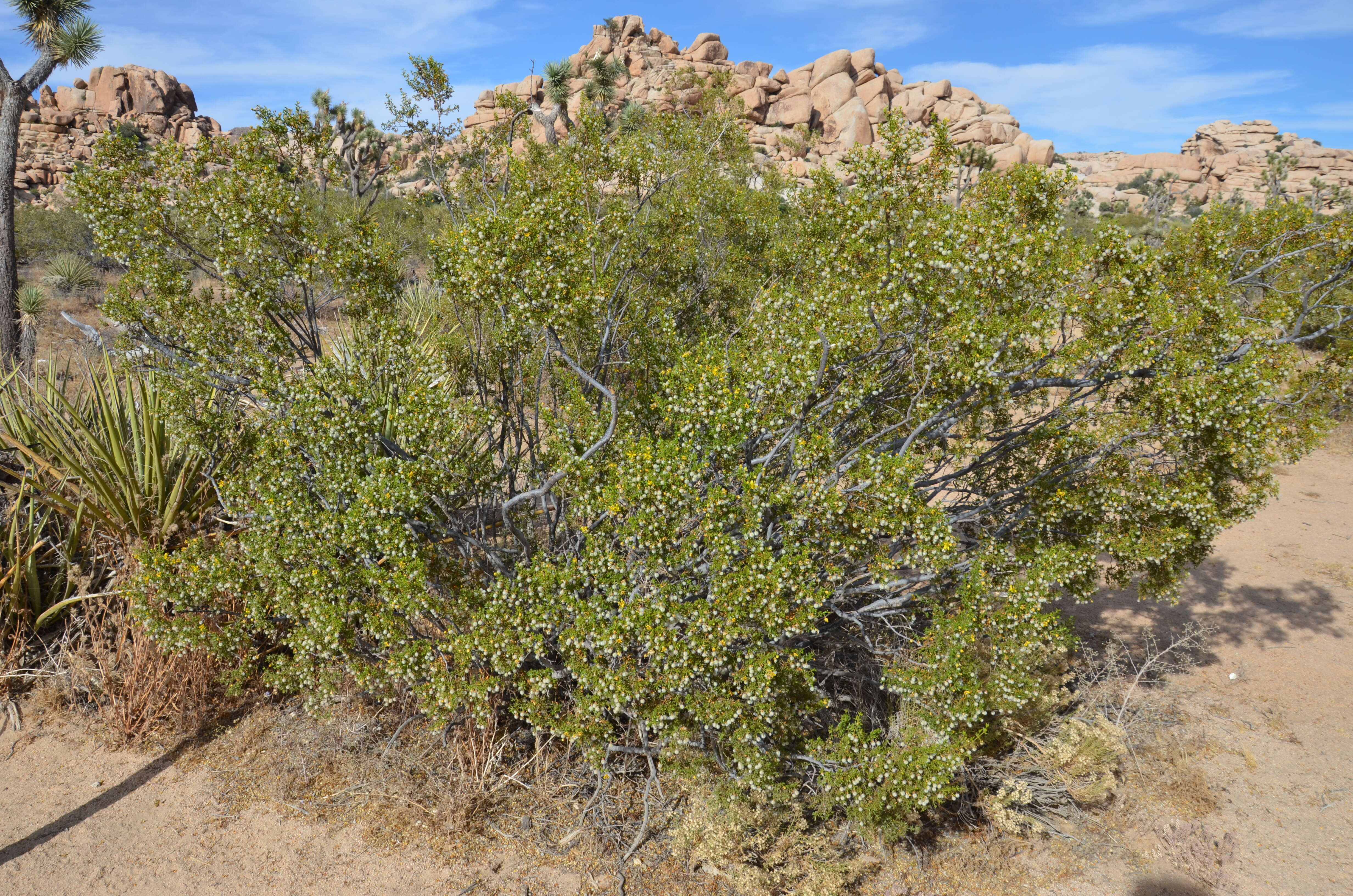 Image de Larrea tridentata (Sesse & Moc. ex DC.) Coult.