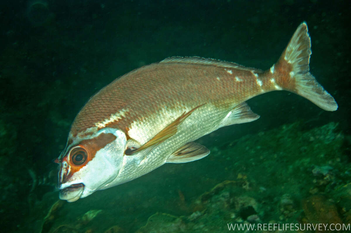 Image of Morwong fuscus