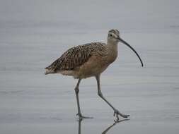 Image of Long-billed Curlew