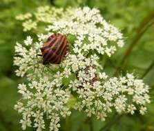 Image of <i>Graphosoma lineatum</i>