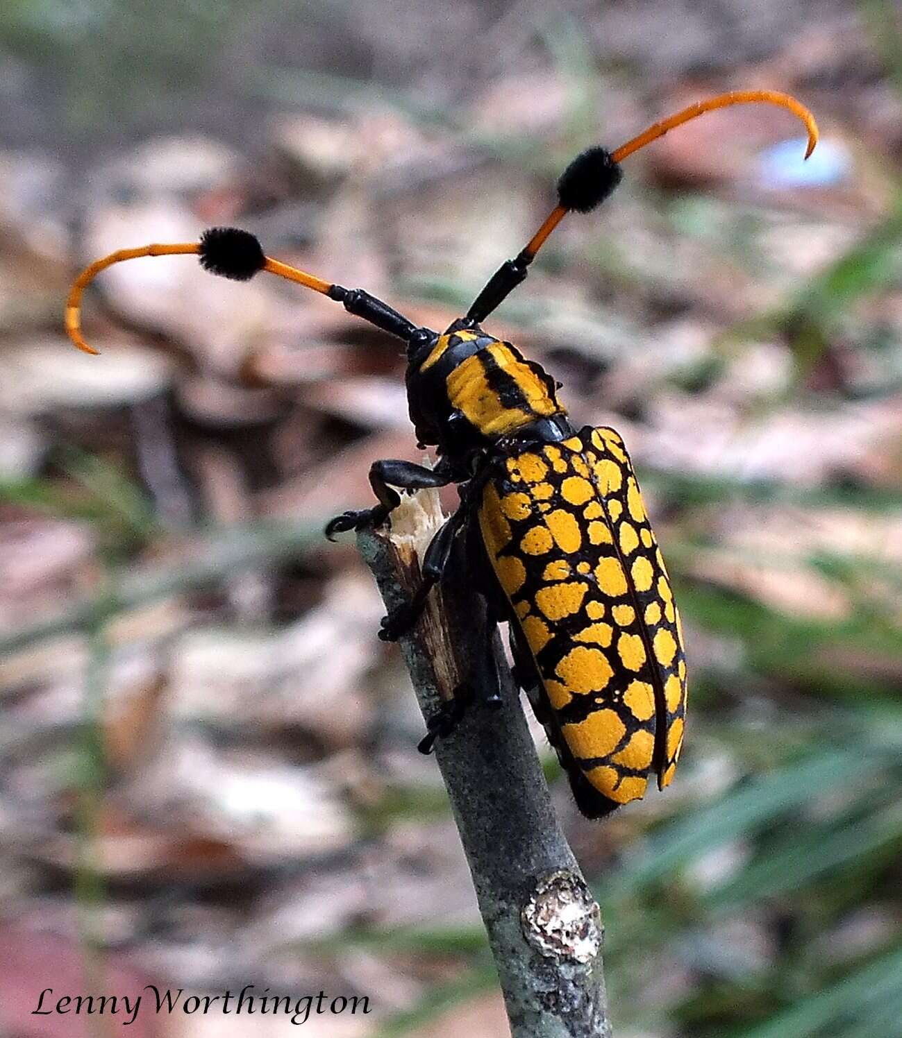 Image of Aristobia approximator (Thomson 1865)