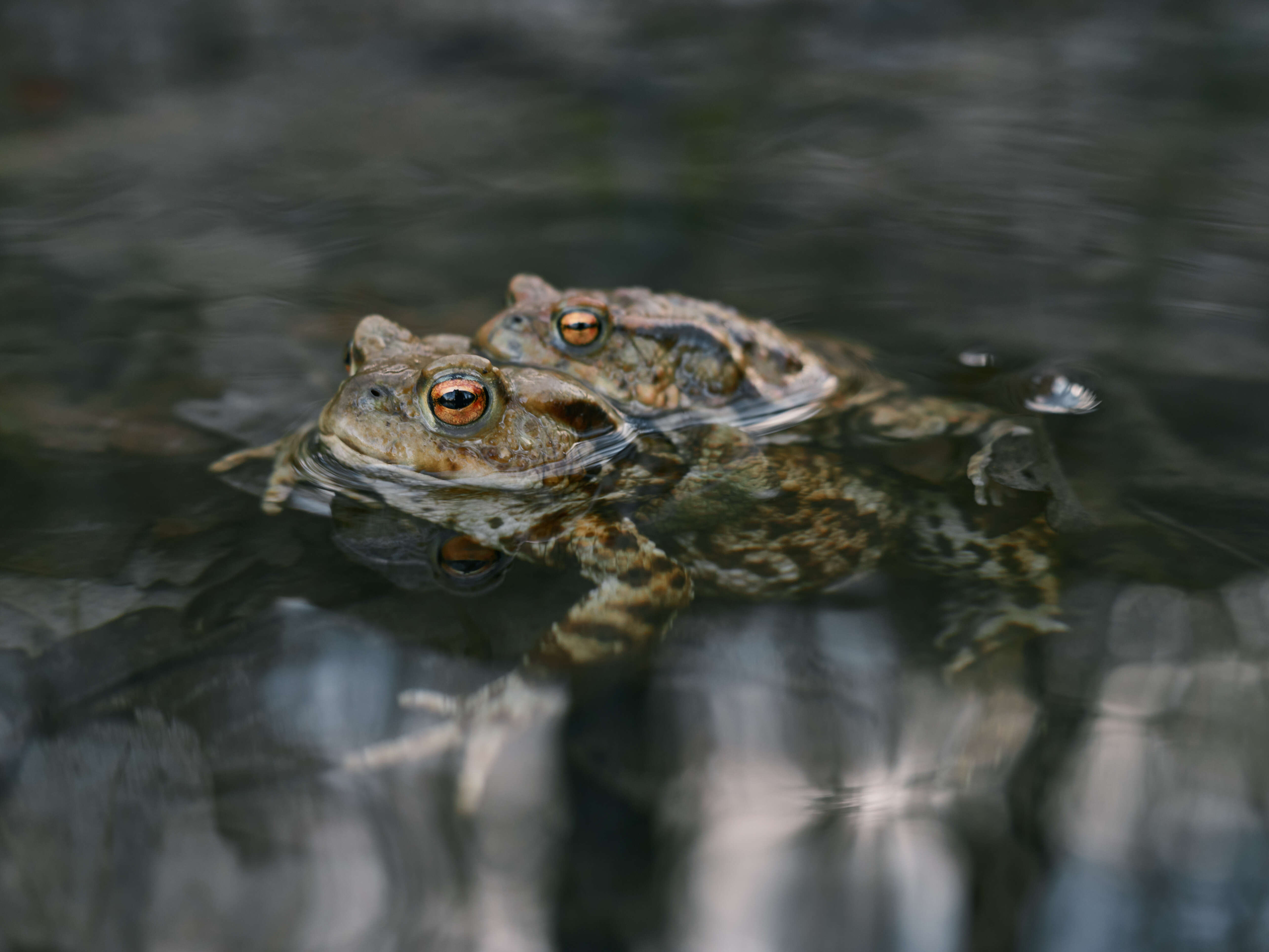 Image of Common Toad