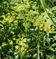 Image of wild parsnip