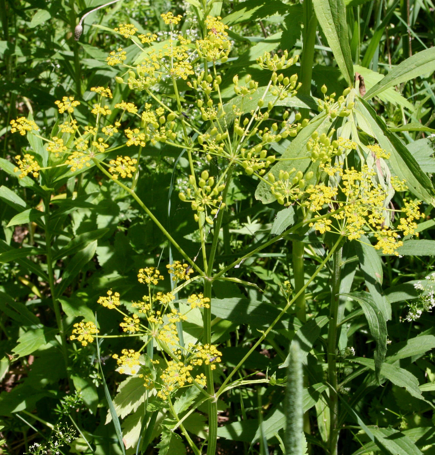 Image of wild parsnip