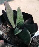 Image of Gasteria batesiana G. D. Rowley