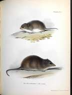 Imagem de Oxymycterus nasutus (Waterhouse 1837)