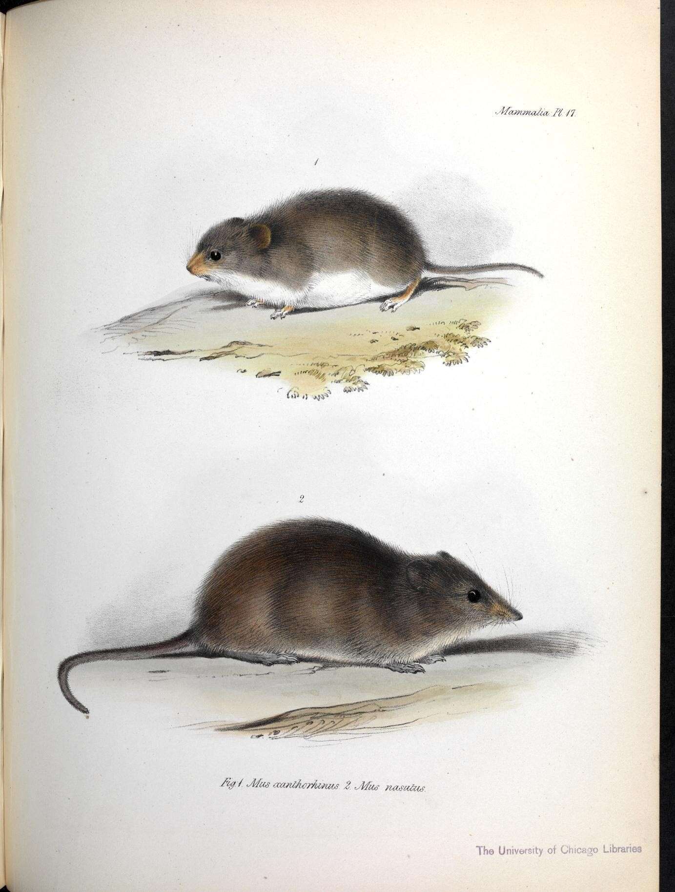 Imagem de Oxymycterus nasutus (Waterhouse 1837)