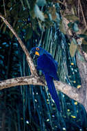 Image of Hyacinth Macaw