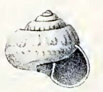 Image of Ethminolia hemprichii (Issel 1869)