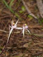 Image of Candy spider orchid