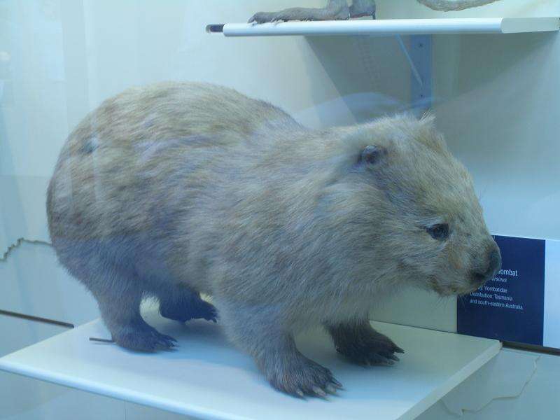 Image of Bare-nosed Wombats