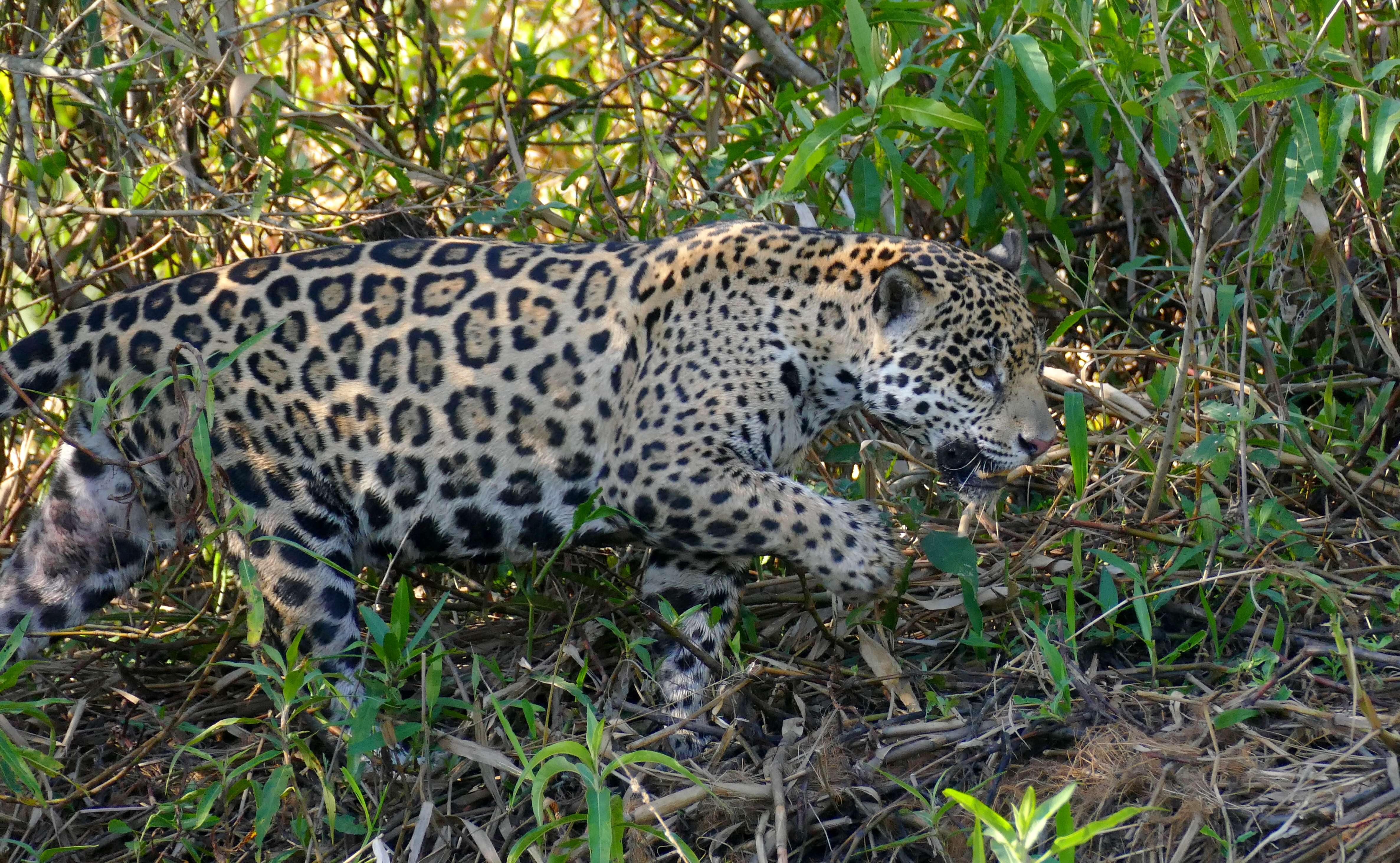 Image of Panthera onca palustris (Ameghino 1888)