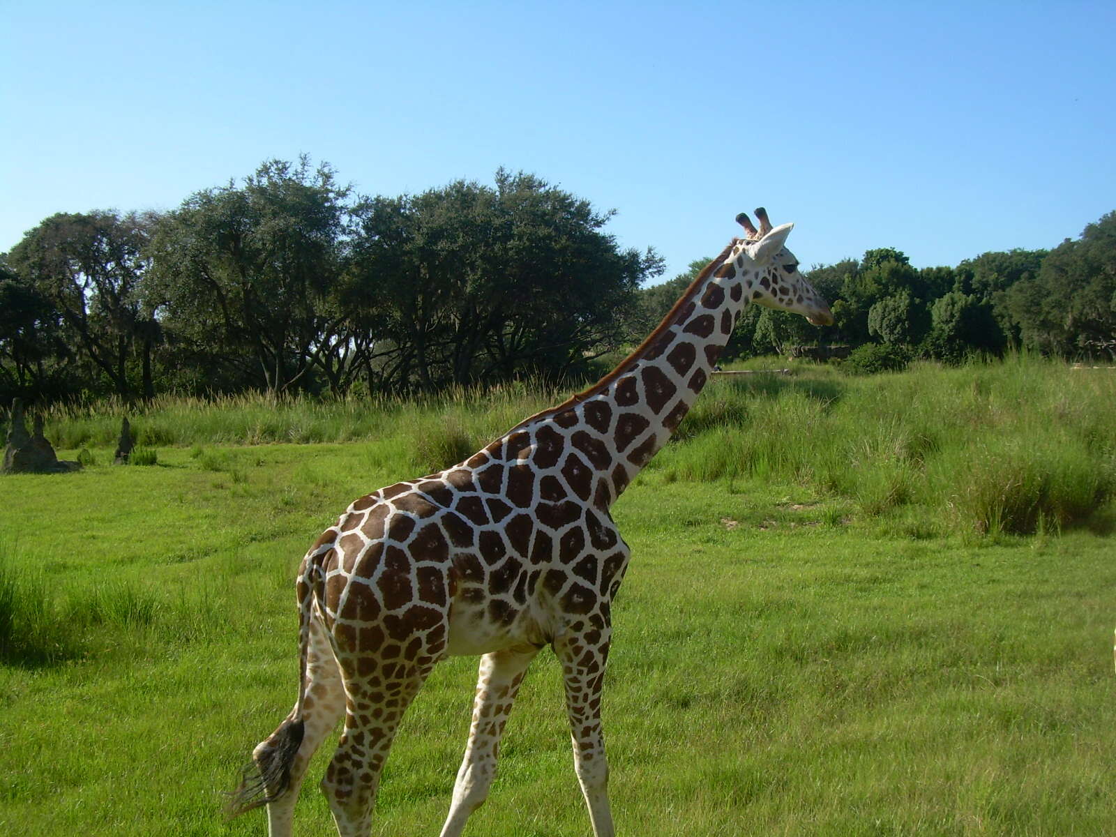 Image of Giraffe