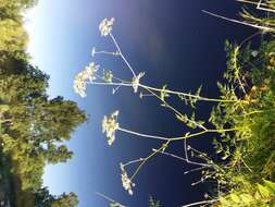 Imagem de Peucedanum palustre